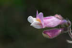 Eustis Lake beardtongue